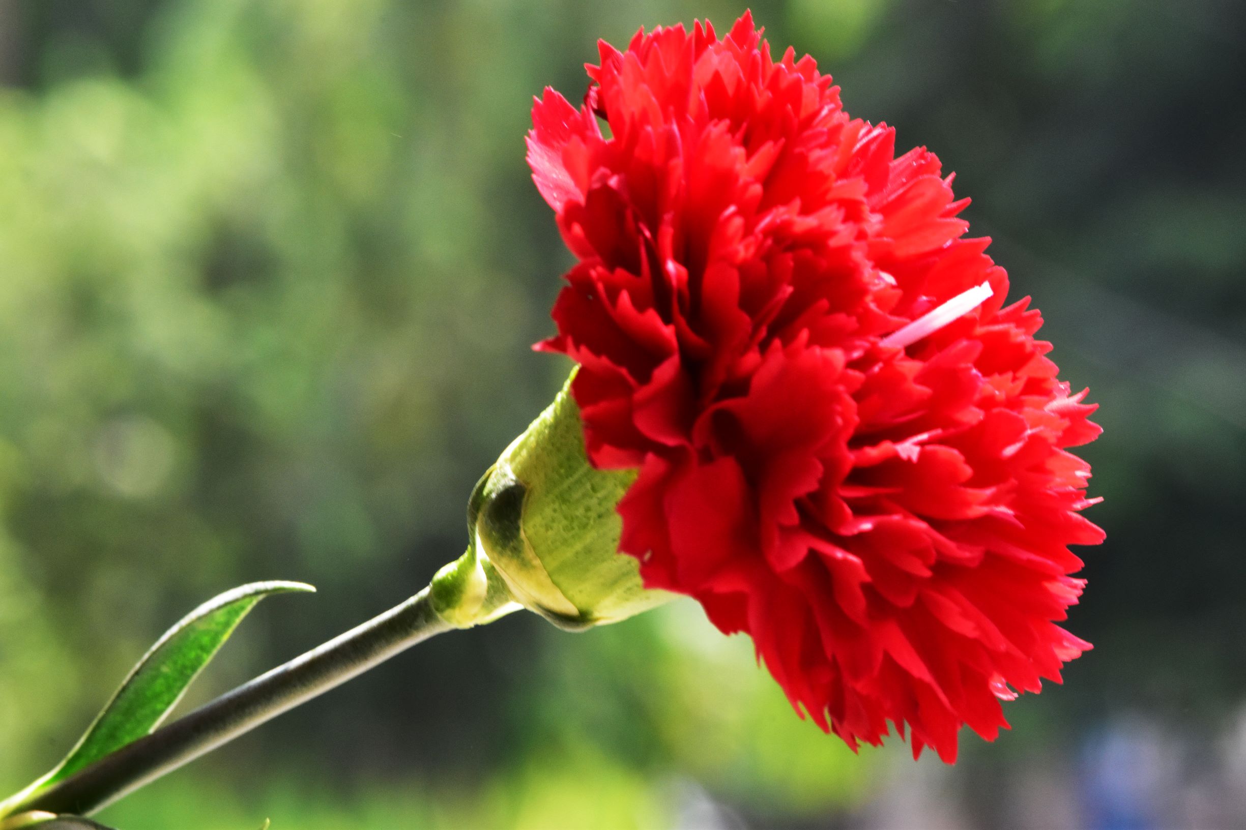 Flowers || Carnations